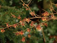 Hamamelis Parasol 2016 01 23 9151